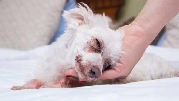 The most common senior dog health problems