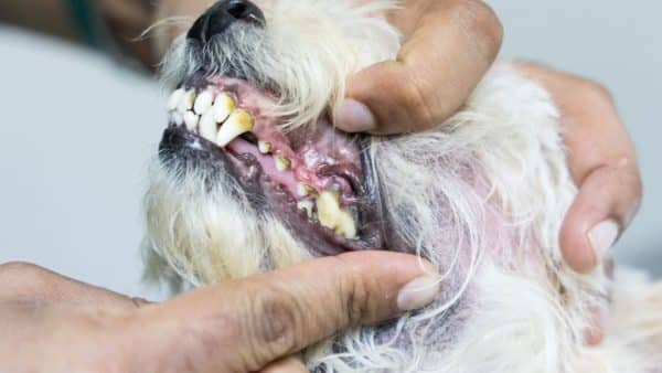 How to remove plaque from a dog's teeth