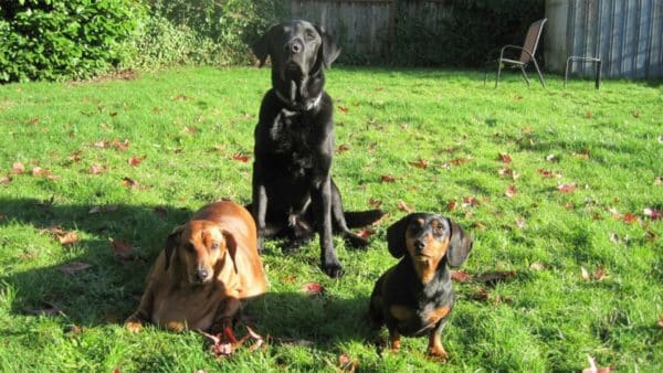 Meet Obie The Biggest Dachshund In the World