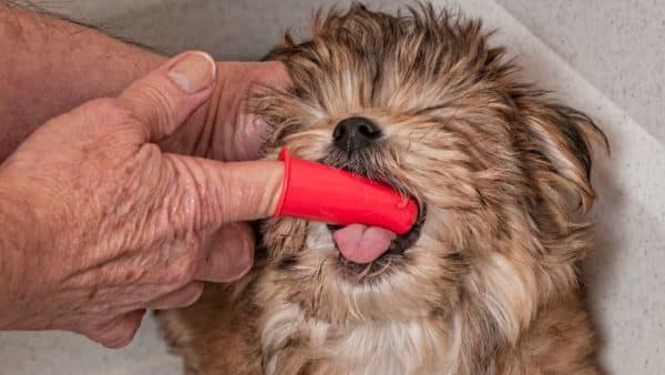 How to Remove Plaque From A Dog's Teeth