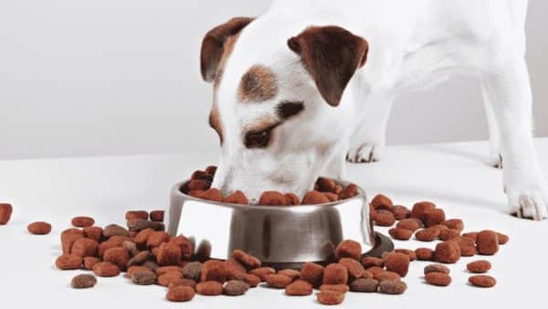 Diamond dog food review: everything you need to know