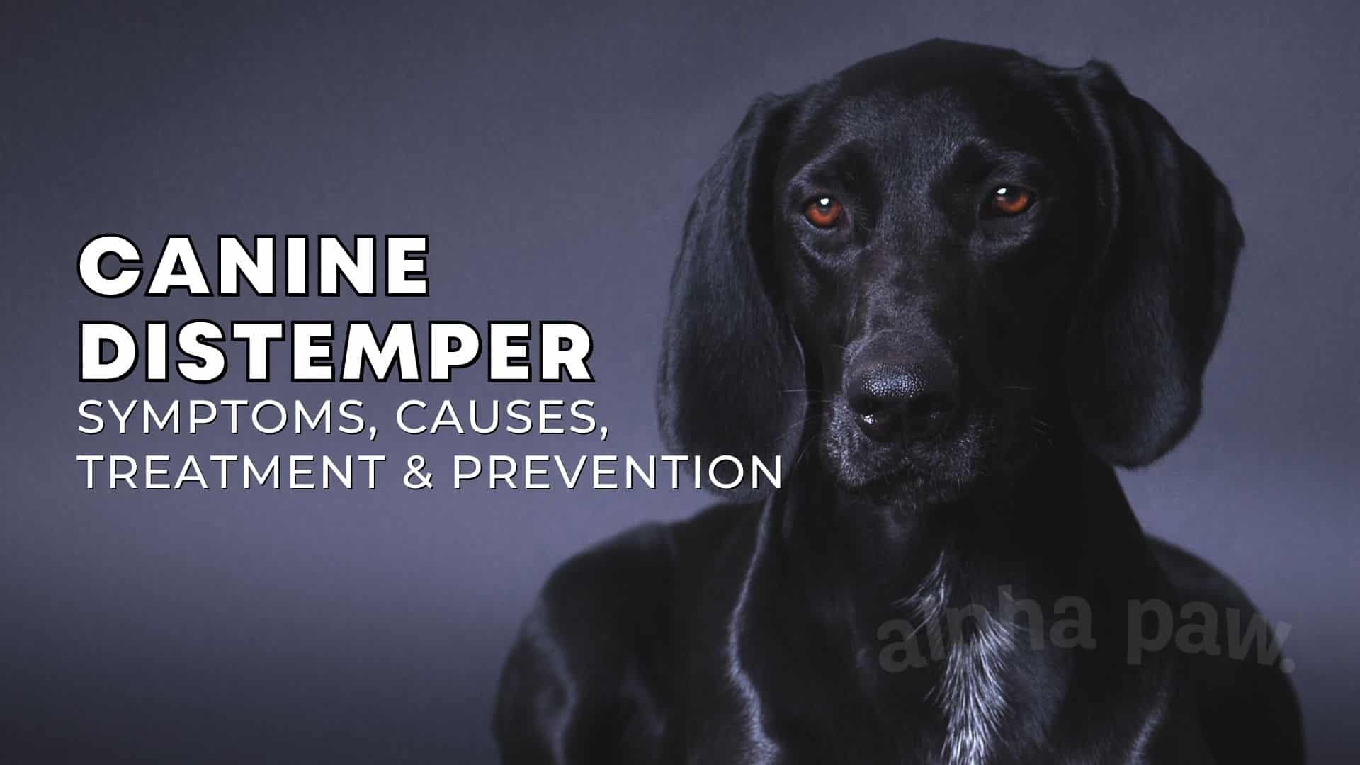 Canine Distemper Symptoms, Causes, Treatment & Prevention