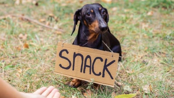 Common foods that are toxic to dogs: prevent accidental poisoning