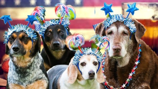 Happy 4th Of July To Our Founding Canines!