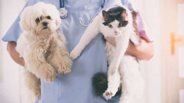Mark your calendar for these month-long pet holidays in july