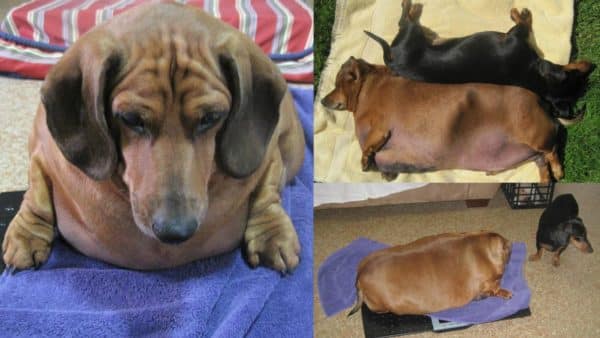 Meet obie the biggest dachshund in the world (1)