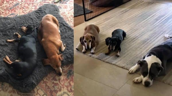 Meet obie the biggest dachshund in the world (2)