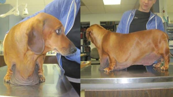 Meet obie the biggest dachshund in the world