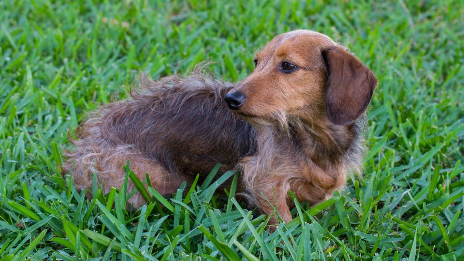 The 3 Types of Dachshunds Do You Know Them All?