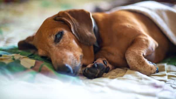 The most common senior dog health problems