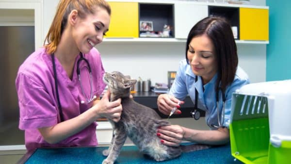 August 22 Is National Take Your Cat to the Vet Day