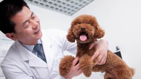 Dog Cancer: Signs, Symptoms and Treatment