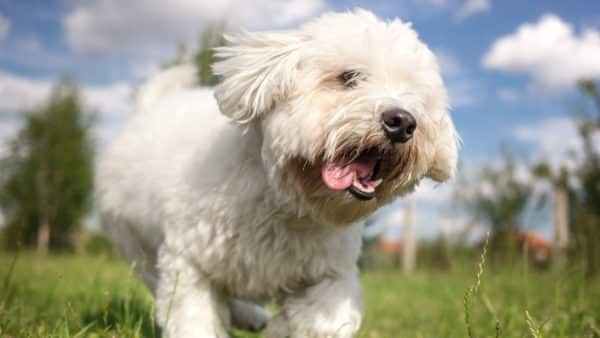 Coton de tulear dog breed guide: facts, health & care