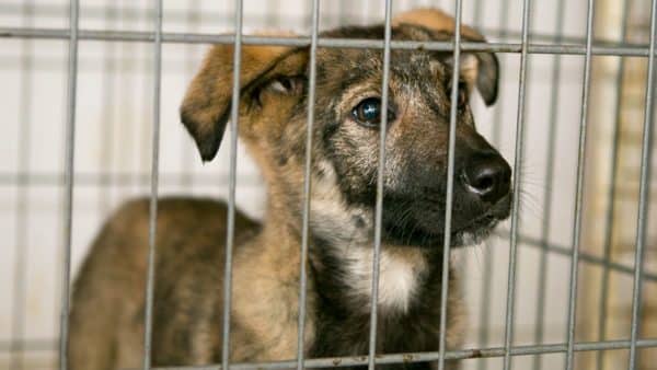 August 21 Is International Homeless Animals’ Day