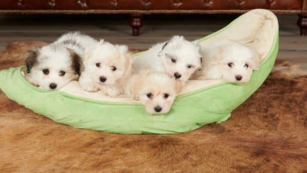 Coton de tulear dog breed guide: facts, health & care