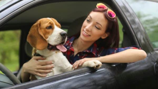 Dog car sickness: symptoms and medications