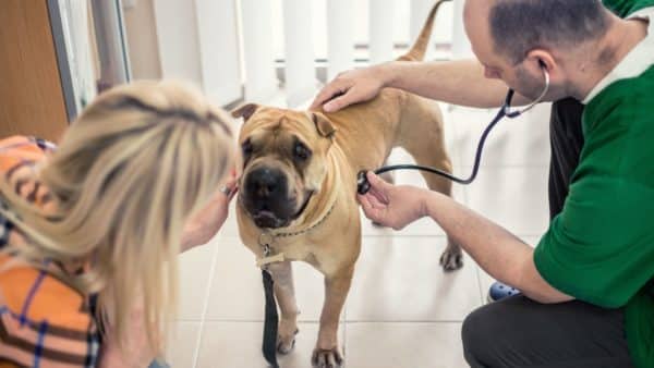 Dog cancer: signs, symptoms and treatment