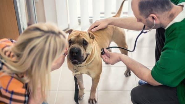 Dog Cancer: Signs, Symptoms and Treatment