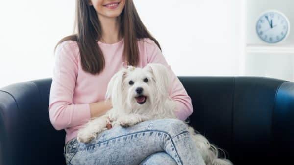 Coton de tulear dog breed guide: facts, health & care