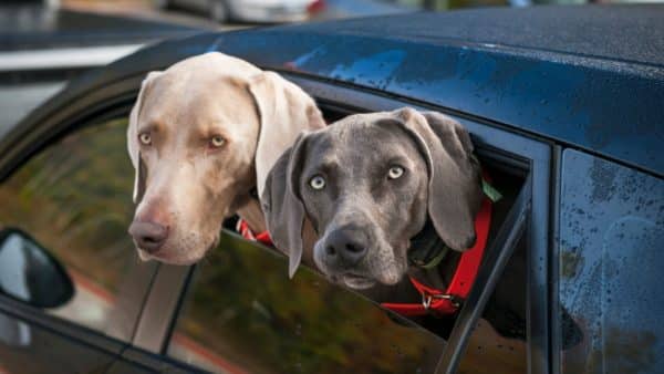 Dog car sickness: symptoms and medications