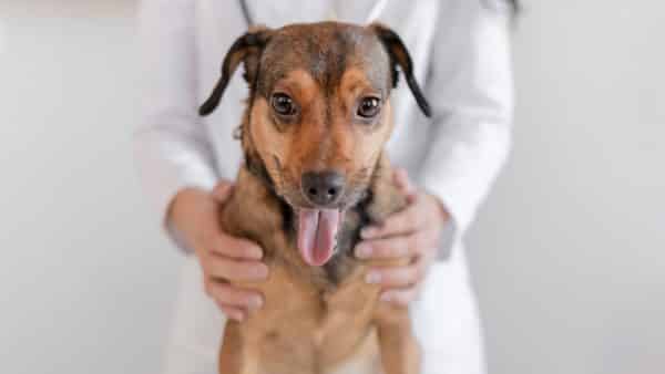 Common dog health conditions