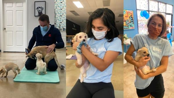Alpha paw sponsors save an angel’s happy tails yoga