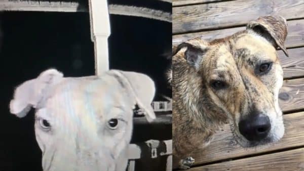 Runaway puppy rings the doorbell to get back inside