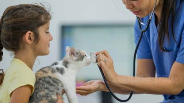 August 22 is national take your cat to the vet day