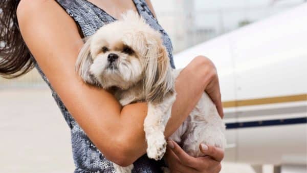 How to help a choking dog: life-saving tips for pet parents