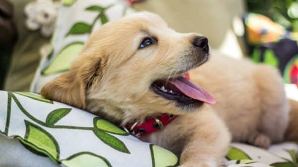 Your Puppy's Vaccination Schedule: A Complete Pet Parent Guide