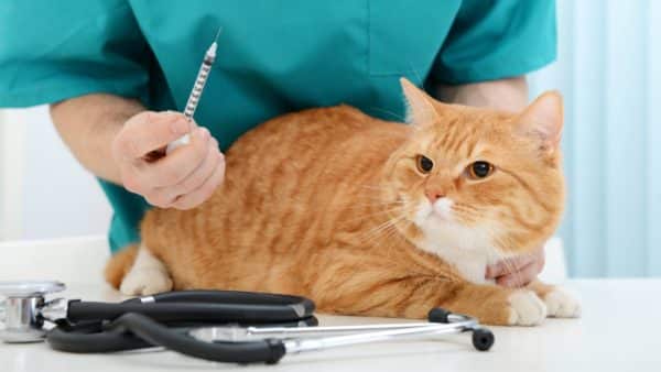 August 22 is national take your cat to the vet day