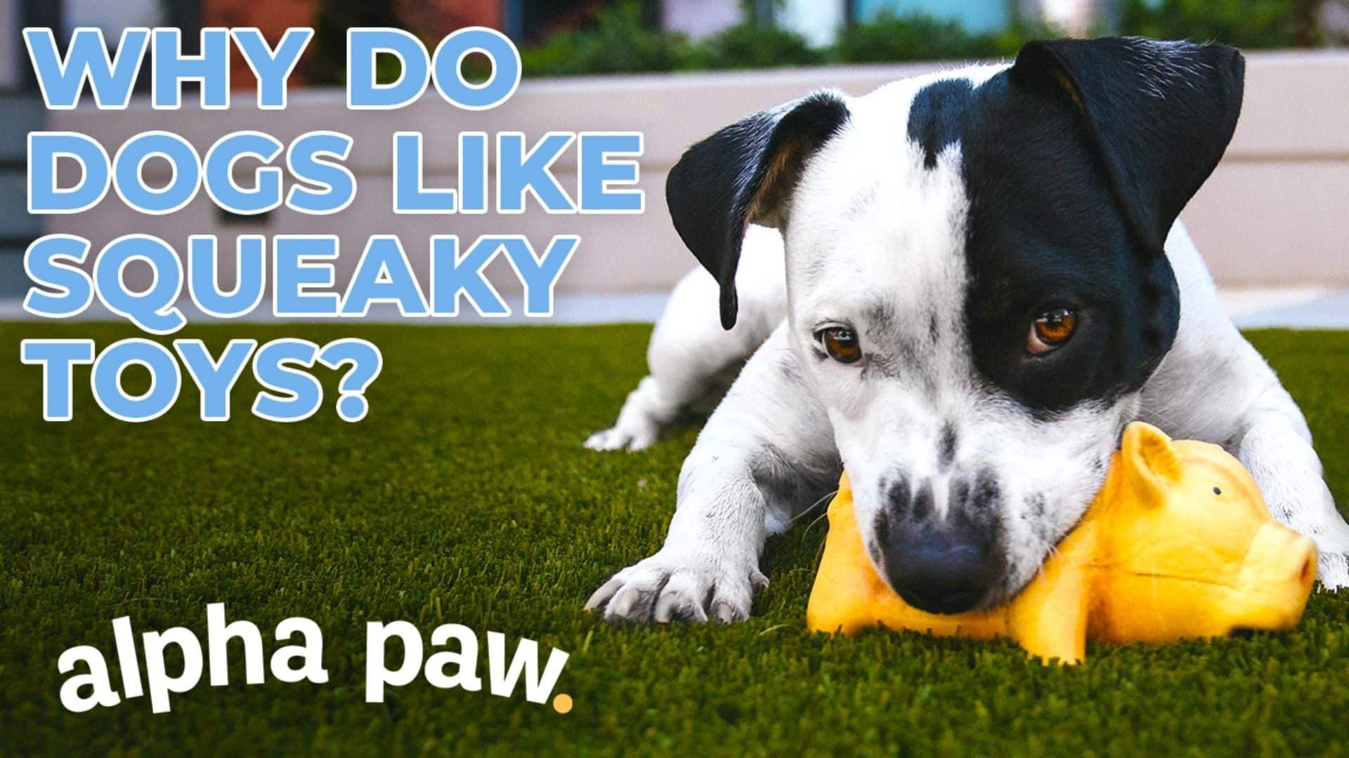why do dogs like to pull stuffing out of toys