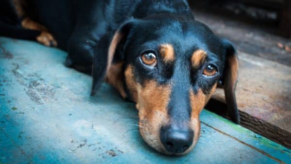 How dogs grieve a guide for pet parents (1)