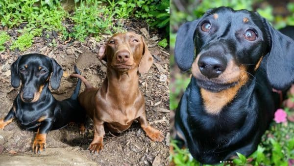 Meet the sausage dog gardeners who've taken social media by storm