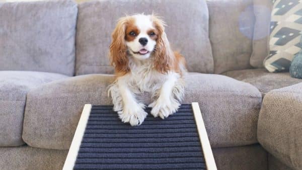 Why dog ramps are a better option than dog stairs