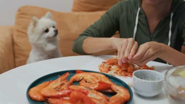 Can dogs eat shrimp? A pet parent guide