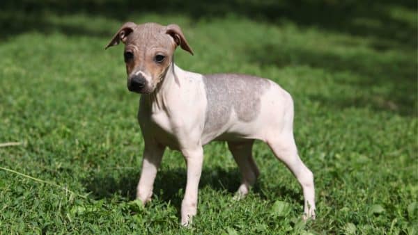 American Hairless Terrier 