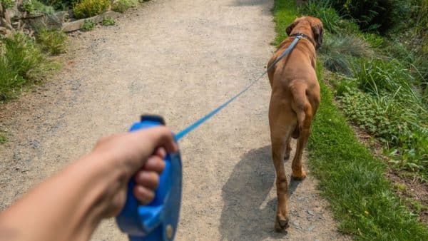 The complete guide to dog walking