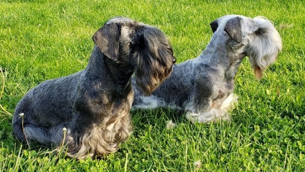 Cesky terrier dog breed guide: facts, health & care