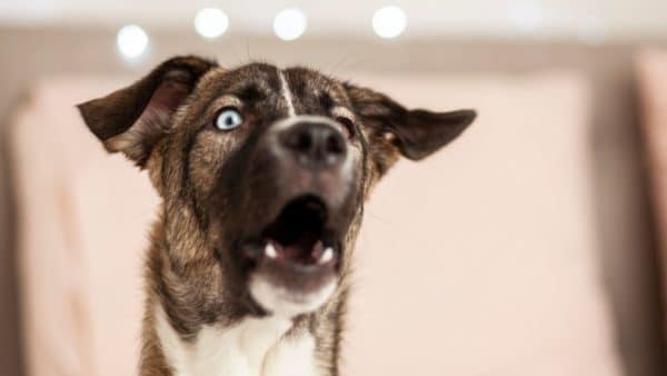 Why is my dog howling? Causes, treatment, and prevention