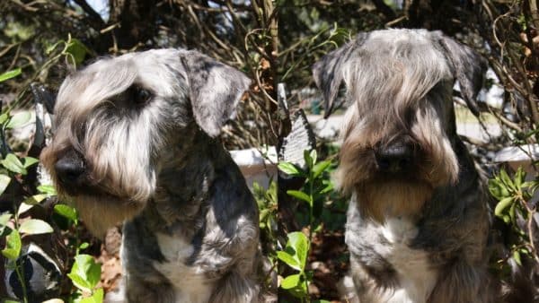 Cesky terrier dog breed guide: facts, health & care