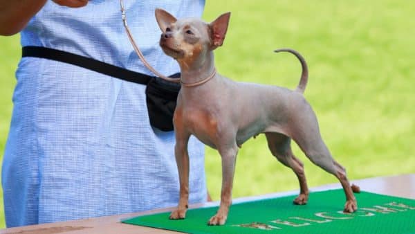 American Hairless Terrier 