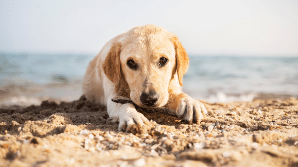 How to care for a dog at the beach: a pet parent guide