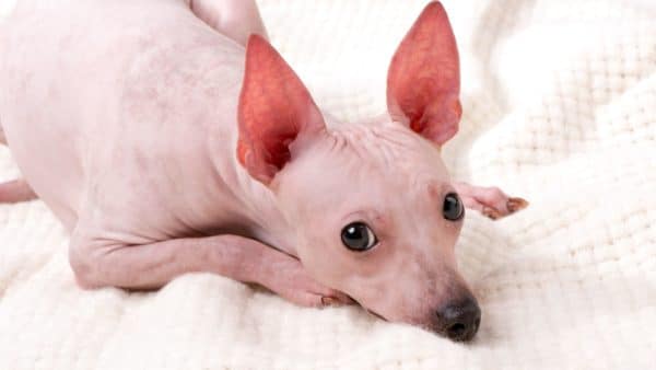 American hairless terrier