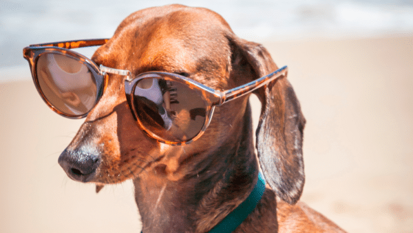 How to care for a dog at the beach: a pet parent guide