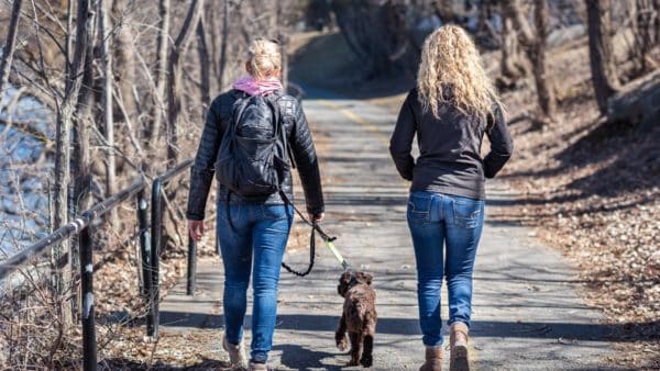 The complete guide to dog walking