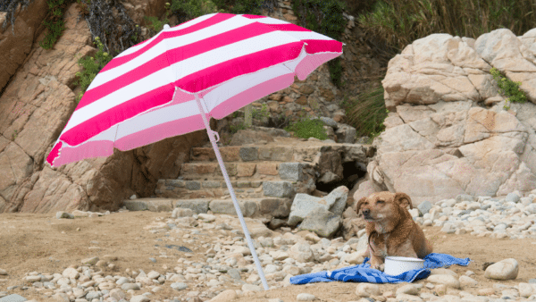 How to care for a dog at the beach: a pet parent guide