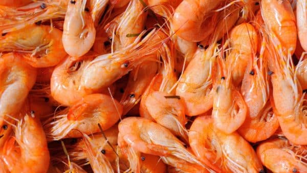 Can Dogs Eat Shrimp? A Pet Parent Guide