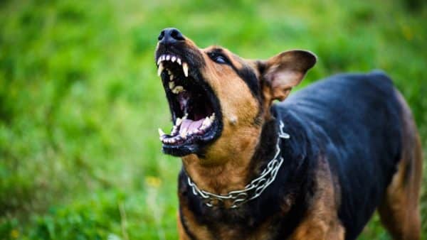 Dog rabies: a public health threat