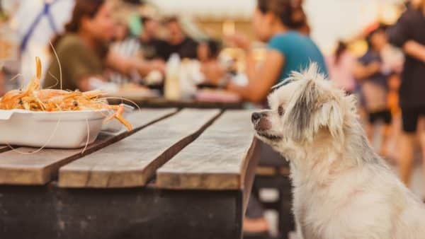 Can dogs eat shrimp? A pet parent guide